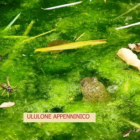 I Monti Di Salecchio